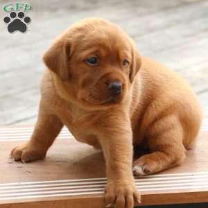 Fiona, Fox Red Labrador Retriever Puppy